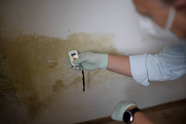 Best Same-Day Mold Removal  in Cottage City, MD