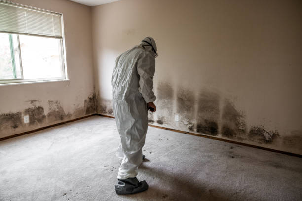 Professional Mold Removal in Cottage City, MD