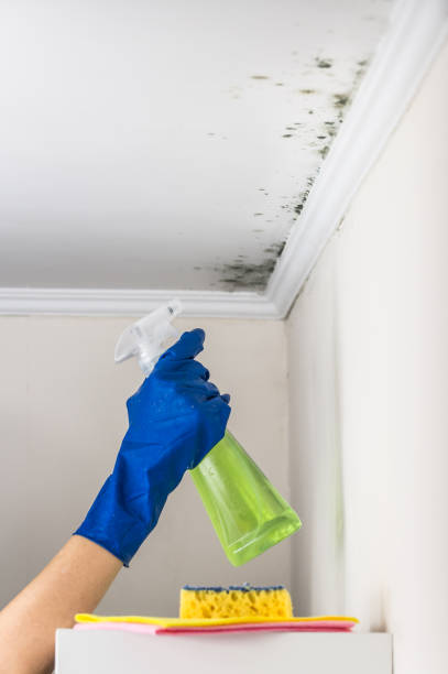 Attic Mold Removal in Cottage City, MD